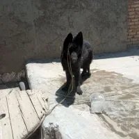 سگ ژرمن شولاین