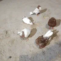 جوجه کبوتر