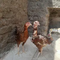 مرغ و جوجه لاری