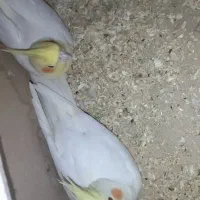 معاوضه گرینچیک