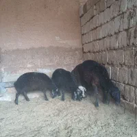 بره نر ریز