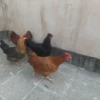 ۴ عدد مرغ خانگی و دان مرغ