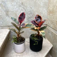 اسپاتی|گل و گیاه طبیعی|نیشابور, شهید بهشتی|دیوار