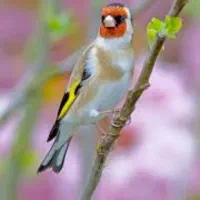 سهره خاکی دهن لر
