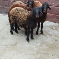 گوسفند بره نر