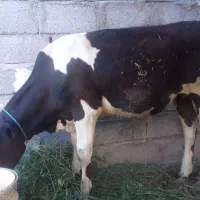 گوساله نر فروشی