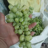 غوره آب غوره ای