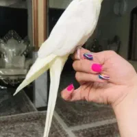 عروس هلندی کاملا سخنگو