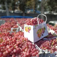 چیدن انواع میوه کارگر
