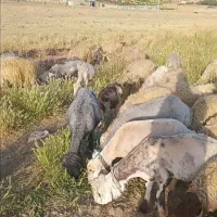 میش و بره
