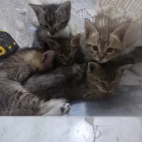 واگذاری رایگان پنج تا بچه گربه DSH