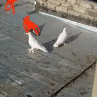 کبوتر
