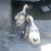 اردک