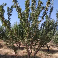 بادام کاغذی