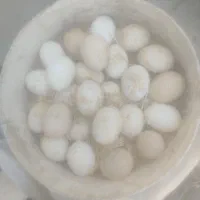 تخم مرغ گلین نطفه دار تضمینی