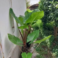 بابا آدم تنه قرمز گلدونی