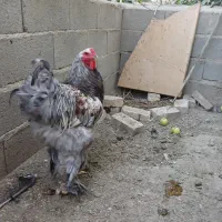 مرغ و خروس برهما و پلیموت راک