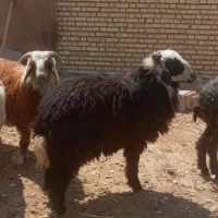 حیوانات مزرعه