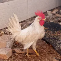 خروس