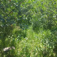 فروشی|سگ|خوی, |دیوار
