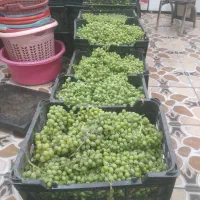 غوره واب میوه گیری  لیمو گوجه.و