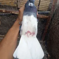 پرنده|پرنده|بم, |دیوار