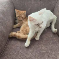 دوعدد بچه گربه  پرشین دی اس اچ. چهار ماهه