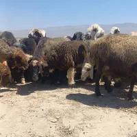 21راس میش ترکی بره دار