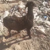 بره نر کور