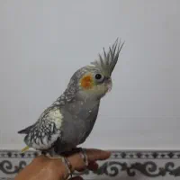 عروس هلندی