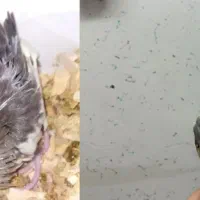 دو جوجه عروس