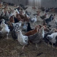 جوجه گلپایگان