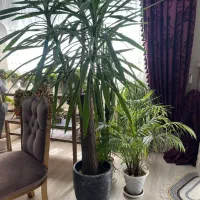 گل یوکا طبیعی تنه دار بزرگ