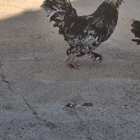 خروس جوان