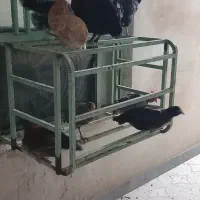 مرغ خروس