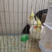 عروس هلندی مولد