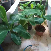 درخچه موز پاجوشی تضمینی