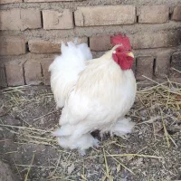 مرغ و خروس کوشین