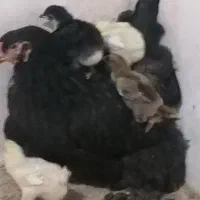 جوجه ومرغ پا پر به همراه مادر توافقی