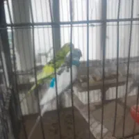 مرغ عشق تخم گذار