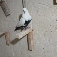 دوتا نر