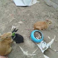 خرگوش توافقی