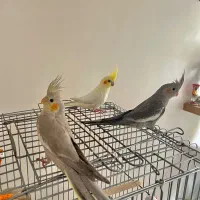 فروش جوجه عروس هلندی