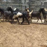 بز  داشتی