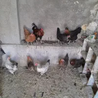 مرغ و خروس اصیل