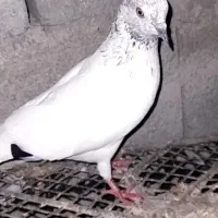 معاوضه کفتر با مرغ و خروس
