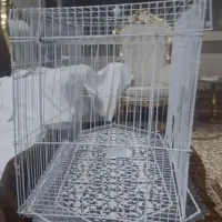 قفس پرنده و عروس هلندی