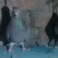 به شرط پرش وباز ی۲۵۰۰۰۰۰