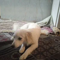 سگ ماده پامر8ماهه