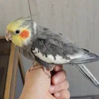 عروس هلندی نر